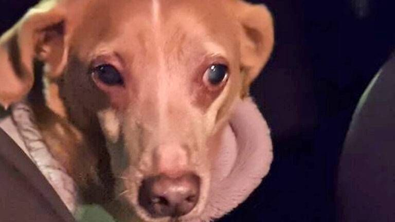 Cane smarrito ad Arese, ritrovato a Bollate: lietofine per Charlie cane smarrito arese 768x432