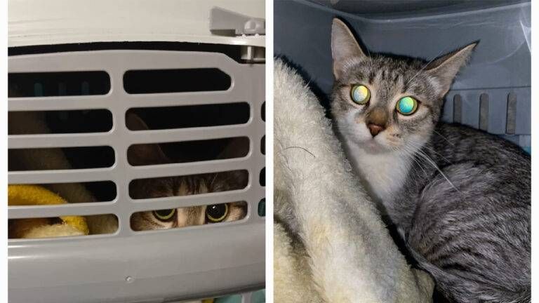 gatta abbandonata natale paderno 768x432