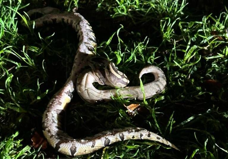 Allarme a Uboldo, tre pitoni in piazza degli Alpini IMG 20240105 WA0018