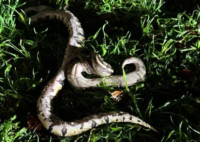 Pitoni abbandonati in piazza a Uboldo, ecco cosa rischia il responsabile Immagine WhatsApp 2024 01 05 ore 18.35.53 4a01c738