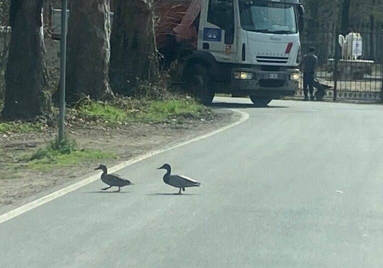 anatre strada castellazzo Bollate