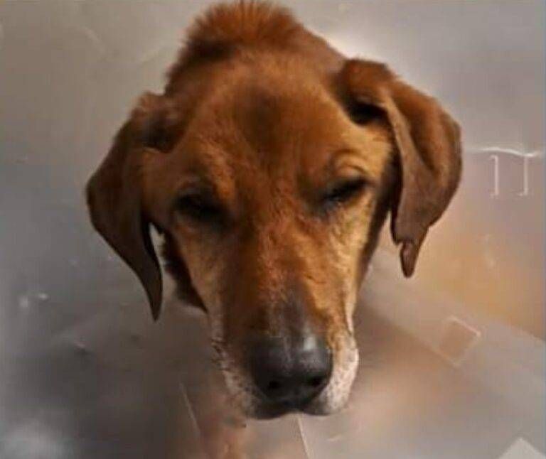 Il rifugio di Uboldo salva due cani da morte sicura Immagine 2024 03 12 180918 768x646