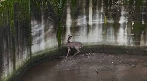 Salvato capriolo caduto in un canale a Rho, liberato alla Villa Arconati di Bollate | VIDEO Immagine WhatsApp 2024 03 29 ore 11.14.34 8169a157