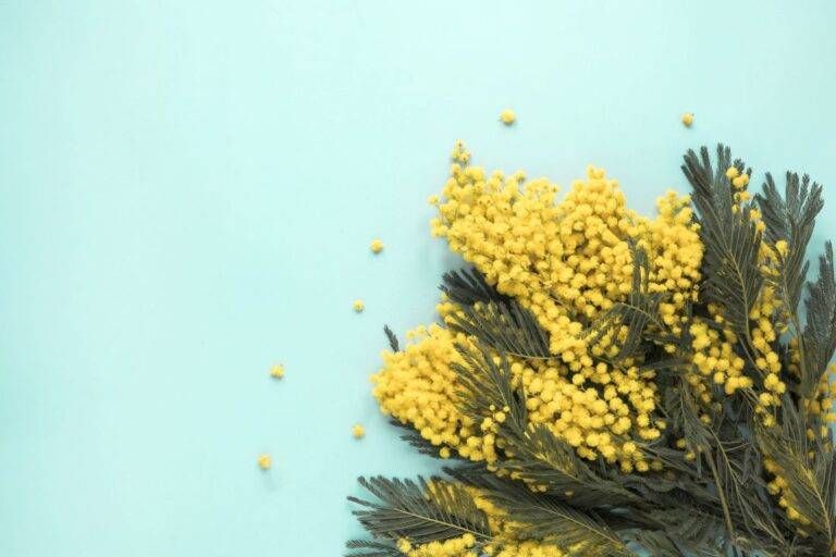 Week-end di eventi, dalla Giornata della Donna al concerto di Katia Ricciarelli a Garbagnate mimosa 768x512