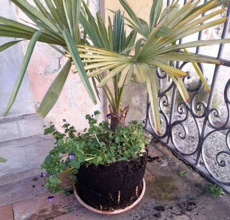 Caronno, alla Madonna del Latte rubano i vasi e lasciano le piante senza vaso 768x736