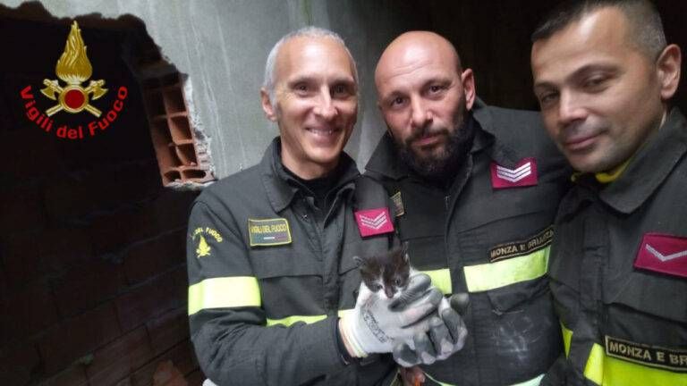 limbiate gatto incastrato scuola 2 768x432