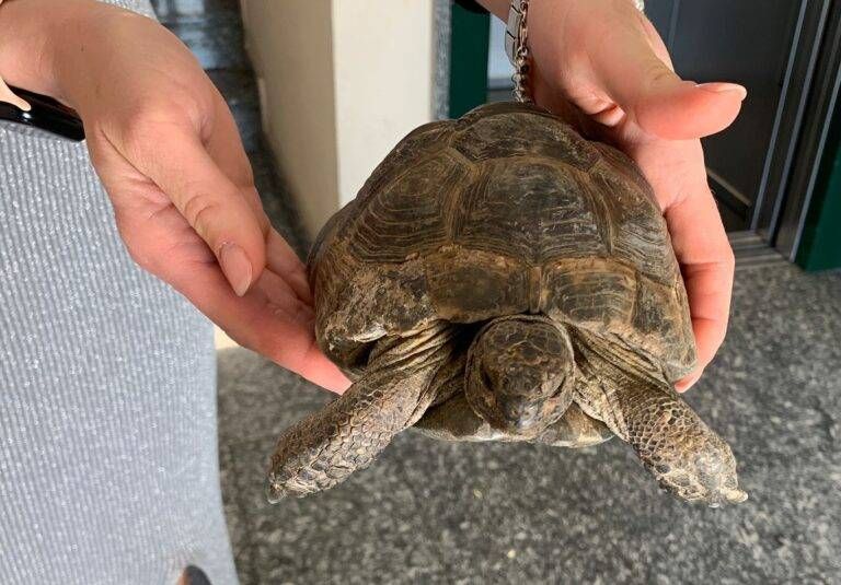 tartaruga salvata 768x535