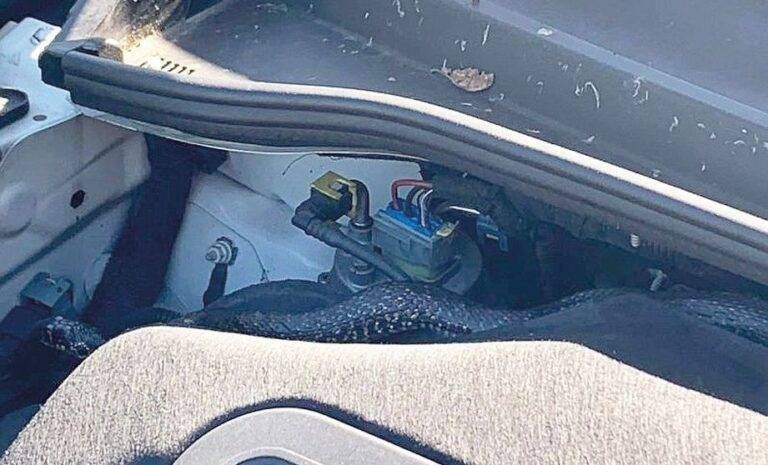Senago trova serpente auto