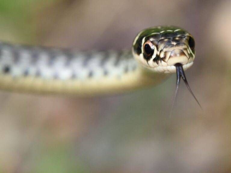 bisce bollate biacco