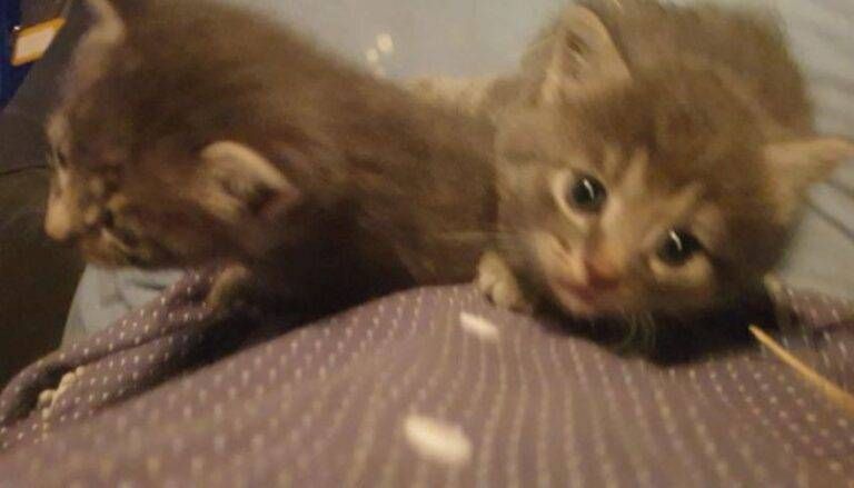 Bollate biker salvano gattini