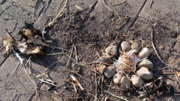 Cormano, rito con carcassa di gatto? La foto choc è virale cormano rito gatto 1 1 768x432