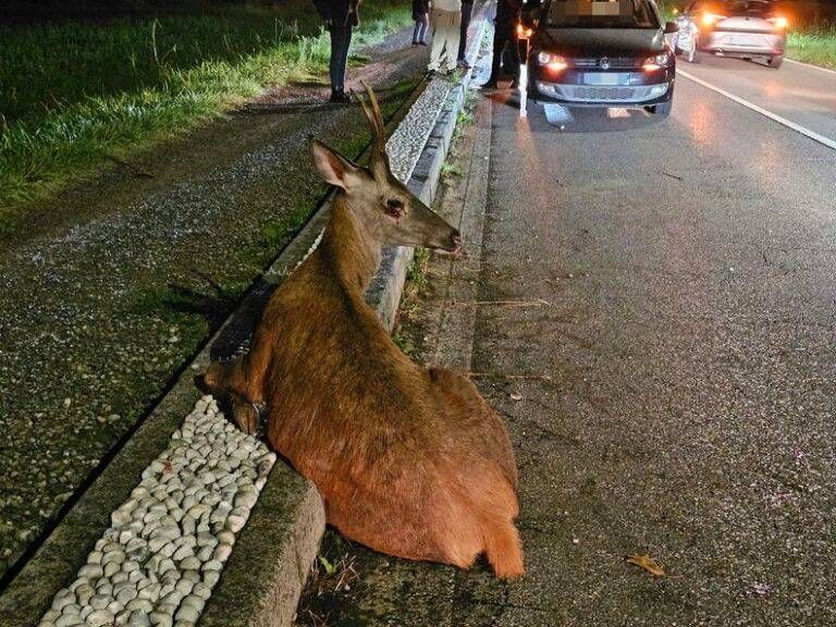 solaro cervo carabinieri