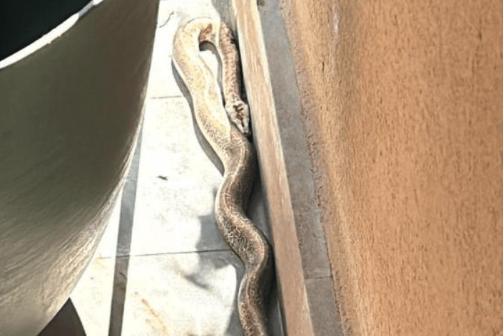 Serpente boa constrictor sotto il portico di casa a Cusano Milanino serpente boa cusano milanino