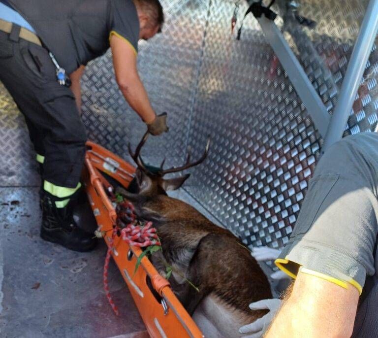 Cervo nel canale scolmatore tra Bollate e Rho, catturato e poi liberato nel Parco del Ticino | VIDEO cervo canale bollate rho