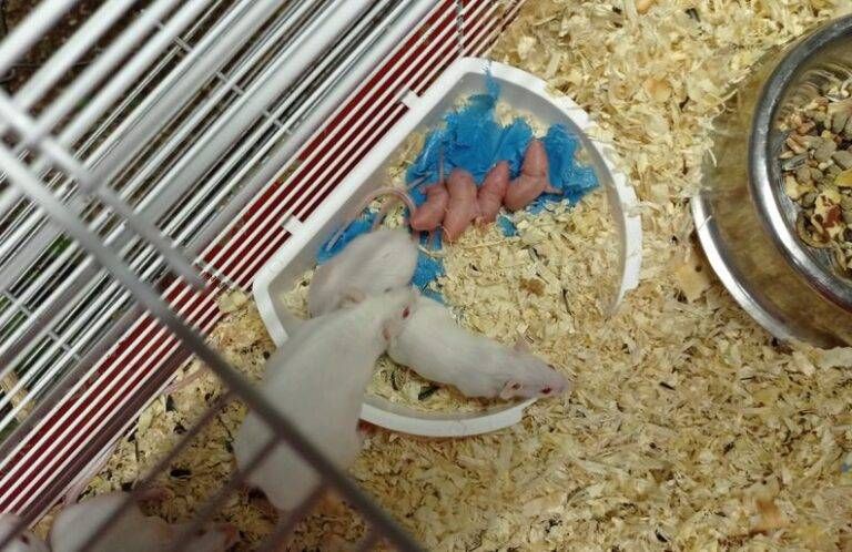 topolini treno saronno