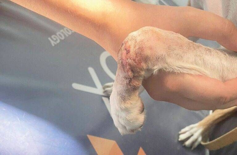 Bollate ferita area cani