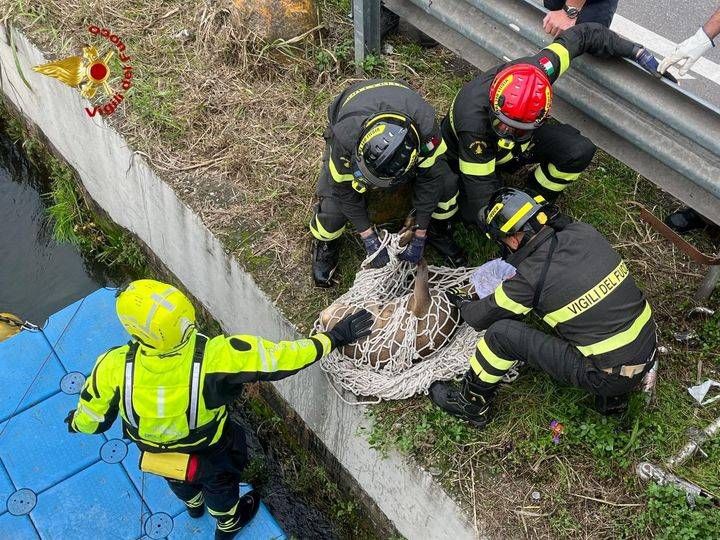 Capriolo nel Naviglio grande a Milano, recuperato dai Vigili del fuoco | VIDEO capriolo naviglio milano