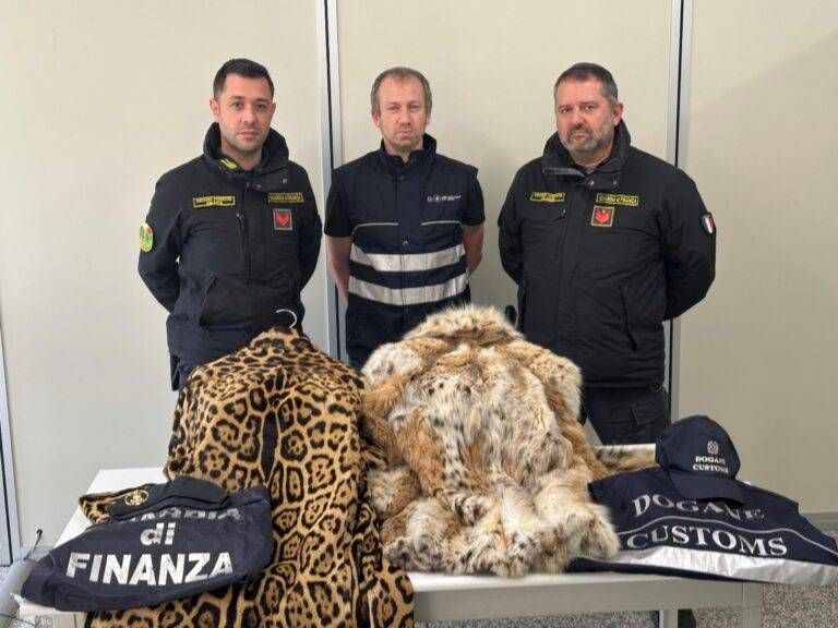 Pelli di lince e giaguaro in auto, denunciato in dogana pelle giaguaro dogana
