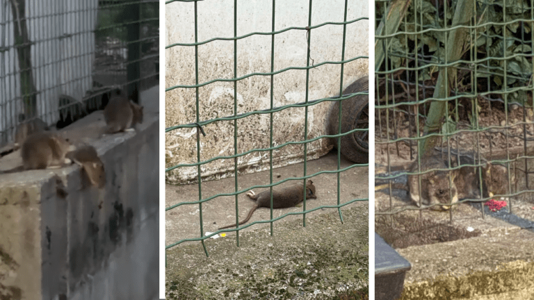 paderno colonia topi 768x432