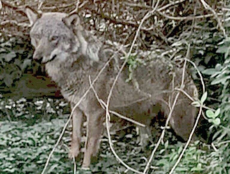 Lupo Groane Senago uomo