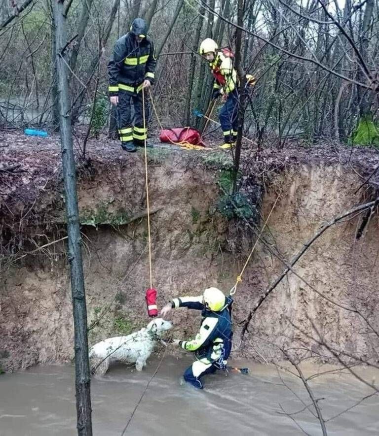 cane recuperato vigili del fuoco