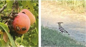 Orti e giardini: invasione della Popillia, ma ora arrivano le Upupe Orti invasione Popillia Upupe