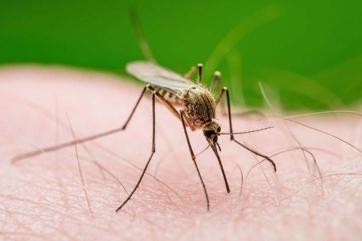 West Nile virus, due casi in Lombardia: “Situazione sotto controllo” zanzara west nile virus