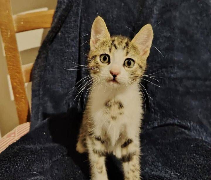 Enpa Saronno chiede aiuto, campagna Viva la mamma: salviamo 10 cucciolate e aiutiamo le famiglie Enpa Saronno gatte campagna