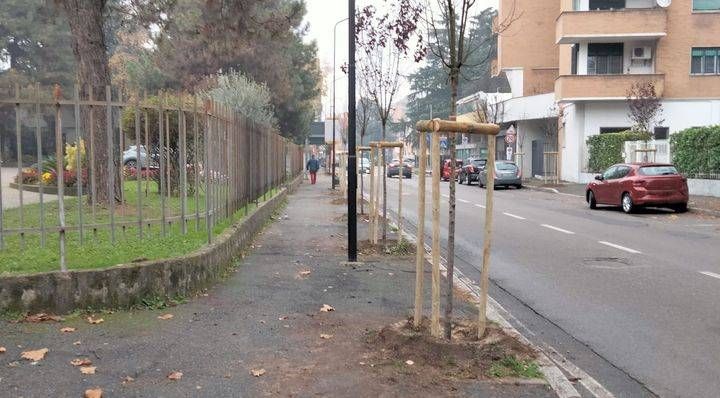 cormano 25 nuove piante nel quartiere di manzoni