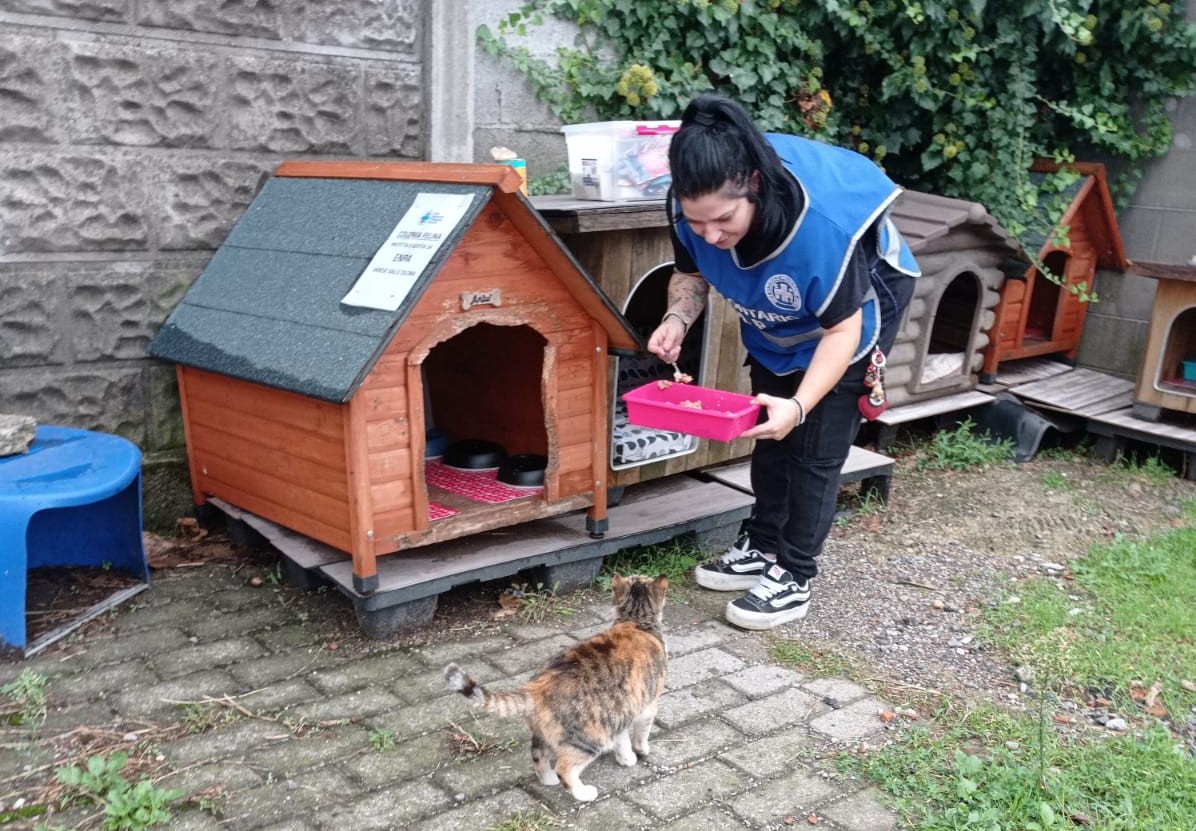 Appello dell’Enpa di Saronno: “Abbiamo finito il cibo per i gatti”
