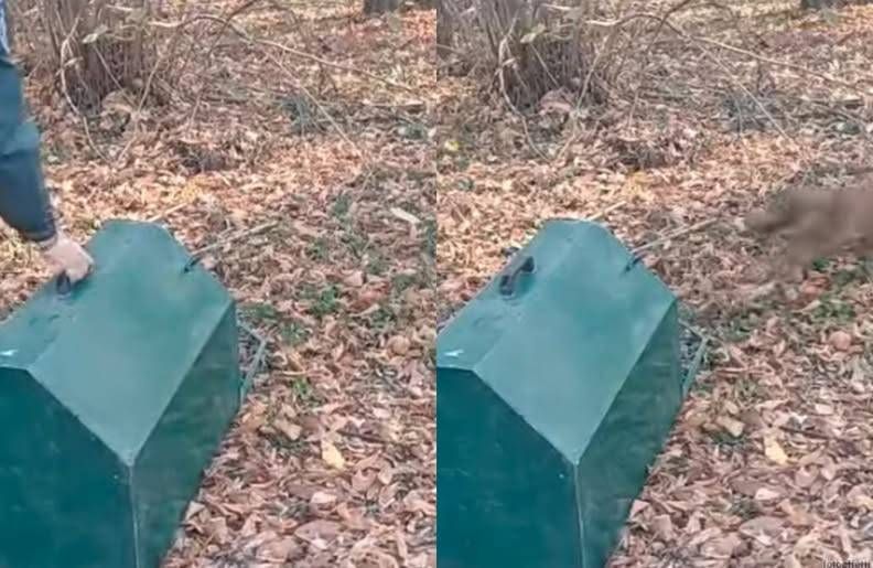 volpe liberata nel bosco dopo un mese di cure fu salvata da alcuni ragazzi con la polizia provinciale 8211 video da Ilnotiziario.net volpe liberata nel bosco dopo un mese di cure fu salvata da alcuni ragazzi con la polizia provinciale 8211 video