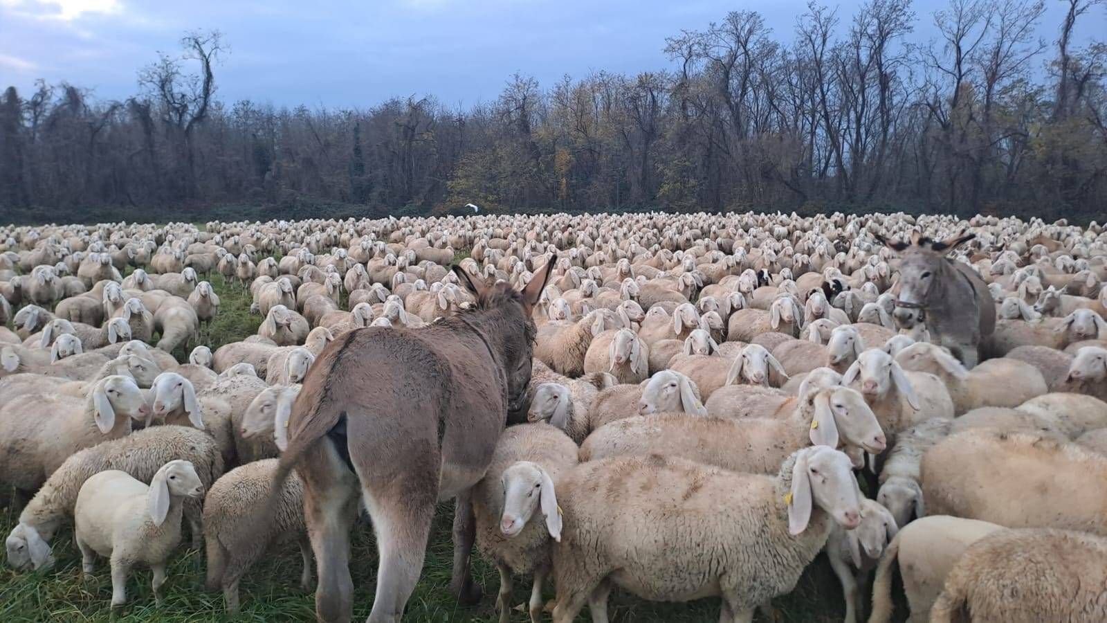 Pecore e pastori nei campi di Castellazzo a Bollate, una tradizione che si ripete