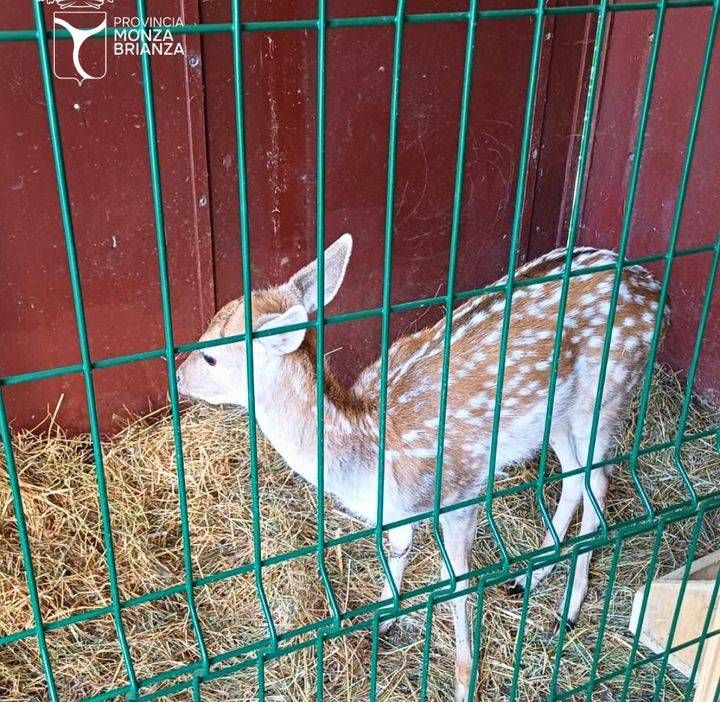 daino ferito salvato nella notte dalla polizia provinciale