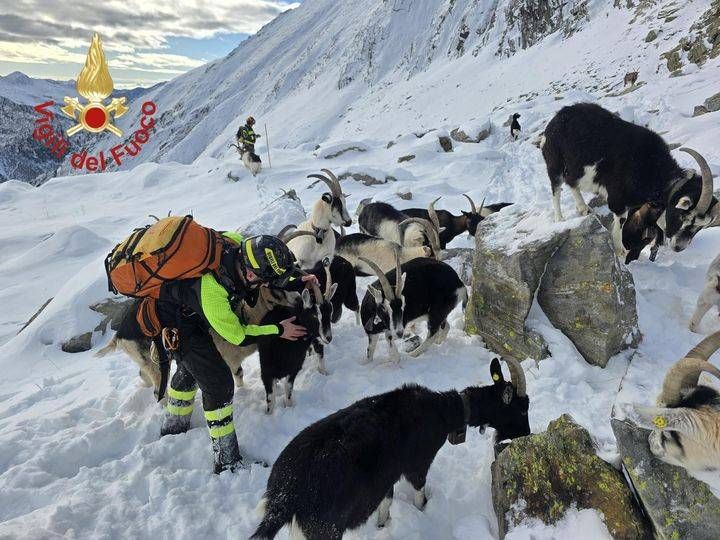 fiaba di natale in anticipo grazie ai vigili del fuoco recuperato gregge di capre disperso ad alta quota 8211 video