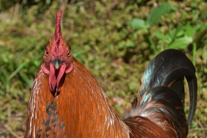 il gallo imbecille da Ilnotiziario.net il gallo imbecille