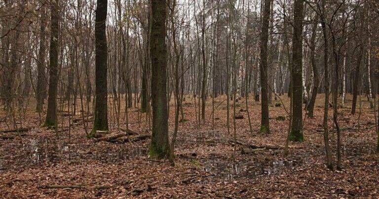 Controlli Groane Cogliate Misinto Lazzate