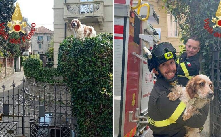 Rufus, il setter che voleva volare, salvato dai Vigili del fuoco di Como Setter como volare