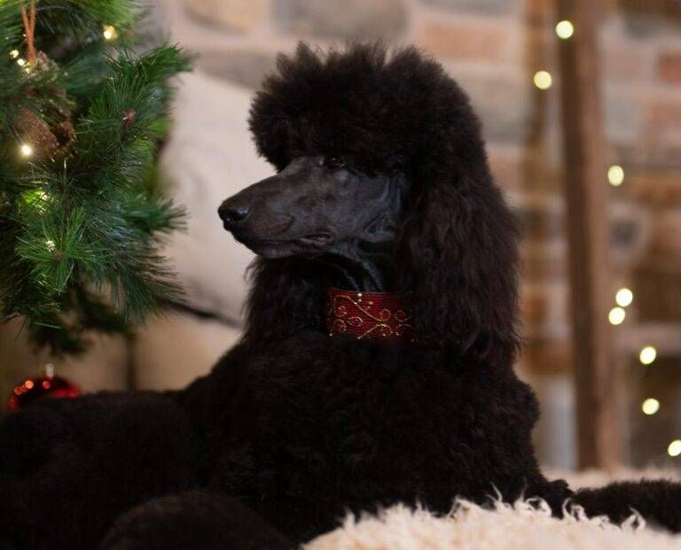 pasticcino cogliate diavolo veste prada