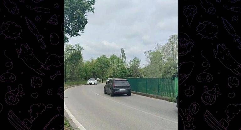 Limbiate, traffico bloccato: la precedenza è per mamma anatra e i suoi anatroccoli – VIDEO anatroccoli limbiate