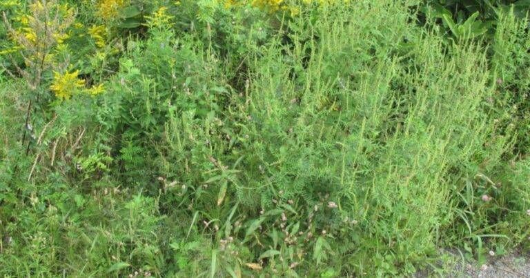 Novate Milanese, ordinanza anti Ambrosia: sfalci obbligatori e multe fino a 500 euro Novate Milanese ambrosia