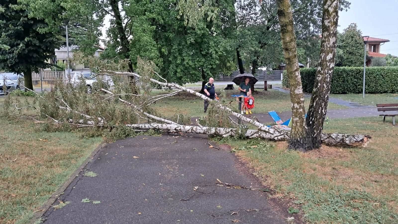 alberi sradicati dal nubifragio a cislago elogi alla protezione civile da Ilnotiziario.net alberi sradicati dal nubifragio a cislago elogi alla protezione civile
