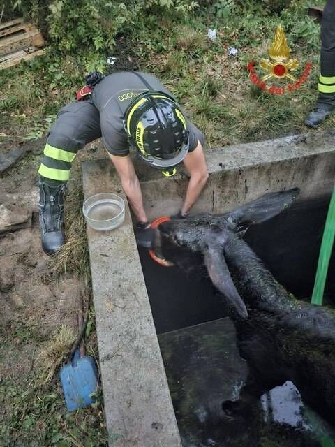 Besana in Brianza, asina di 400 chili cade in una vasca di liquami: salvata dai Vigili del Fuoco IMG 20260812 222832 381