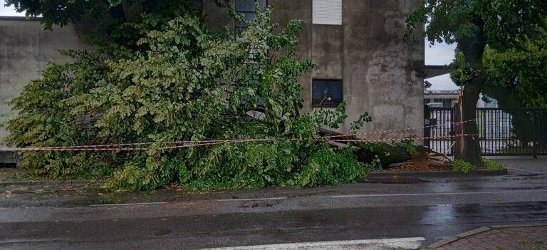 lentate albero caduto