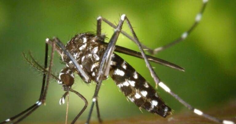 Monza, sospetto caso di Dengue: disinfestazione straordinaria dal 4 al 6 agosto nelle vie interessate Monza dengue