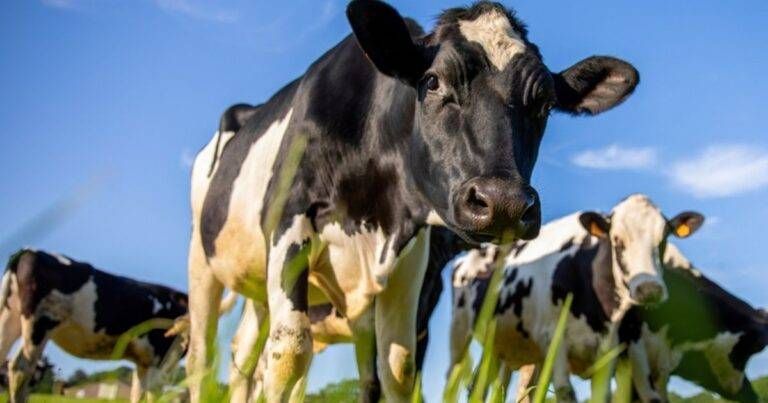 Agricoltura, dalla Regione Lombardia oltre 32 milioni per ambiente e benessere animale Agricoltura milioni