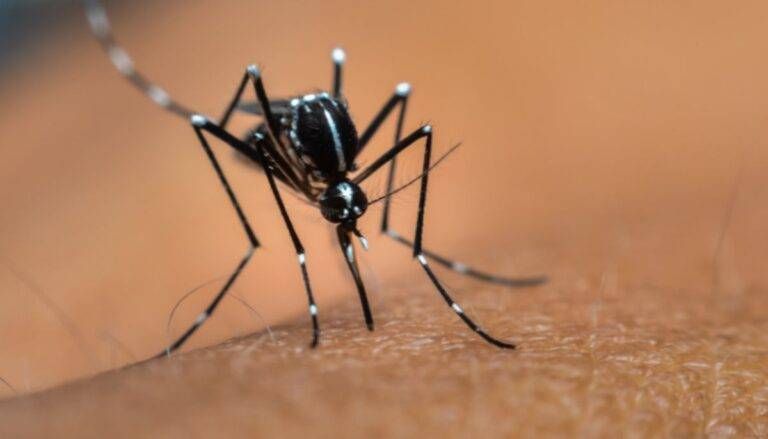 Due casi di Dengue a Garbagnate, disinfestazione nelle aree interessate dengue garbagnate zanzara tigre