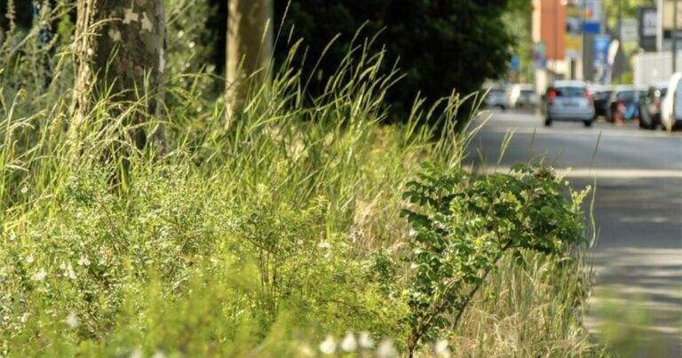 Gerenzano, ordinanza del sindaco: obbligo di tagliare alberi e siepi pericolosi lungo le strade Gerenzano ordinanza sindaco