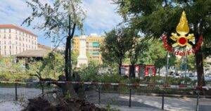ramo albero Milano