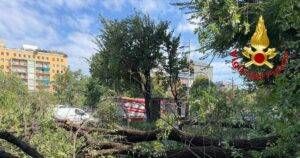 ramo albero Milano