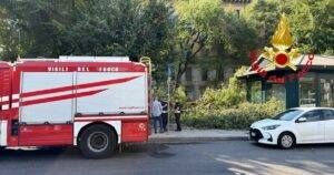ramo albero Milano